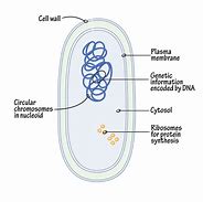Image result for Prokaryotic Cell Drawing