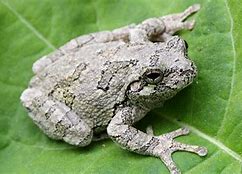 Image result for Ontario Tree Frogs