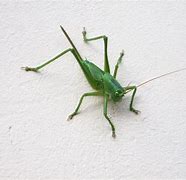 Image result for Big Green Cricket Animal