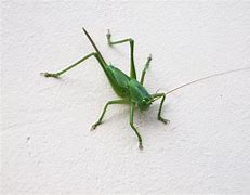 Image result for Cricket Symbol Bug Green