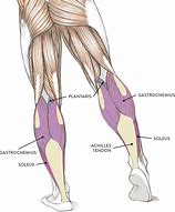 Image result for Human Leg Anatomy