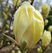 Image result for Magnolia Yellow Lantern