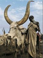 Image result for Tigrinya Cattle Keepers