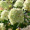 Image result for Hydrangea paniculata Little Lime (r)