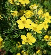 Image result for Potentilla frut. Goldteppich