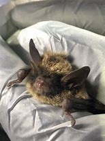 Image result for Louisiana Bats
