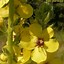 Image result for Verbascum boerhavii bicolor