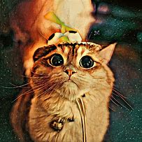 Image result for Trippy Psychedelic Art Cat