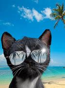 Image result for Cool Cat with Shades