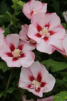 Image result for Hibiscus syr. Hamabo