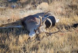 Image result for Dead Deer