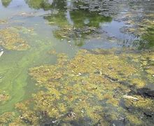 Image result for alguess