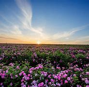 Image result for Glowing Pink Rose Field