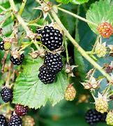 Image result for BlackBerry