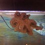 Image result for Pet Octopus