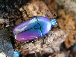 Image result for Cool Looking Insects