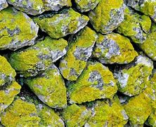 Image result for Living Moss On a Rock
