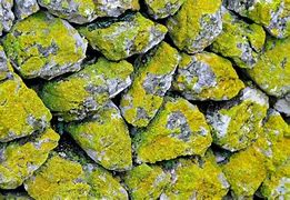 Image result for Moss Growing On Stone