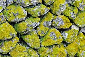 Image result for What Types of Moss Grow On Rocks