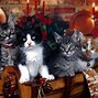 Image result for Thanksgiving Cat 3D Wallpaper