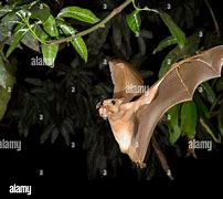 Image result for Epauletted Fruit Bat Ethopia Area