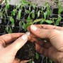 Image result for Grafting Tomato Plants