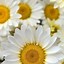 Image result for iPhone 7 Wallpaper Flowers