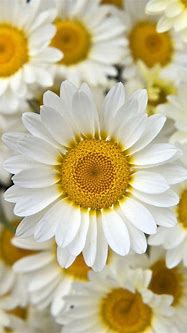 Image result for Cute Floral iOS 14 Wallpaper