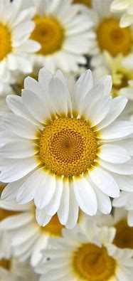 Image result for iOS Wallpaper Flower