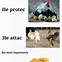 Image result for Spring Chicken Funny Meme