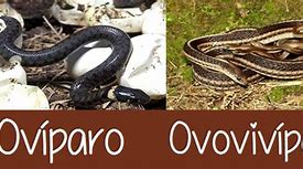 Image result for ovoviv�paro