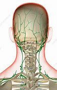 Image result for Lymph Nodes On Back of Head