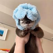 Image result for Otter W a Hat