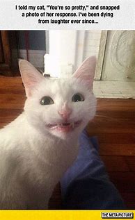 Image result for Funny Cat Face Meme