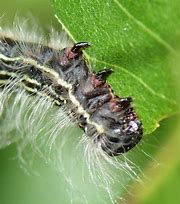 Image result for "walnut-caterpillar"