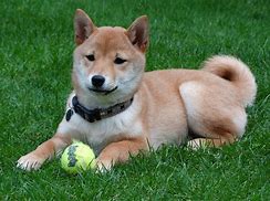 Image result for Free Shiba Inu Puppies
