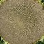 Image result for Biggest Sunflower Seed