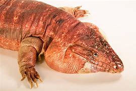 Image result for Tague Lizards