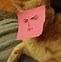 Image result for Orange Cat Meme PFP