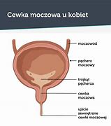 Image result for co_to_za_zwieracz_cewki_moczowej