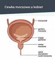 Image result for co_to_za_zapalenie_cewki_moczowej