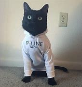 Image result for hoodies cats memes