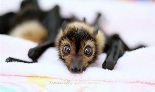 Image result for Megabat