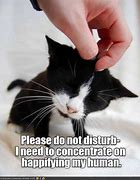 Image result for Funny Cat Memes No Brain