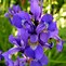 Image result for Iris Flower Wallpaper