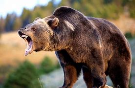 Image result for Very Angry Bear