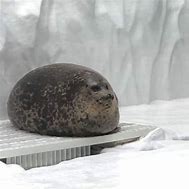 Image result for Round Seal Meme