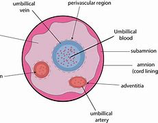 Image result for Cord Blood Mesenchymal Stem Cells