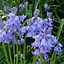 Image result for Hyacinthoides hispanica