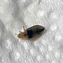 Image result for Bed Bugs in Phone Case